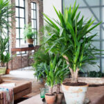 Große Zimmerpflanzen – Mein Schöner Garten